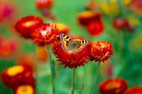 Small tortoiseshell butterfly on Helichrysum 'King Size Red' at Hdra Ryton Organic Gardens, Warwickshire