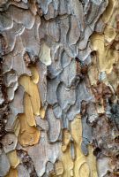 Pinus nigra subsp pallasiana - Bark of The Crimean Pine at The Arley Arboretum, Worcestershire