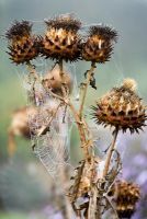 Cynara cardunculus seed heads in autumn