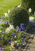 Buxus - Box ball in narrow border with Hyacinthus 'L Innocence' and Anemone blanda - Netherhall Manor, Soham, Cambridgeshire