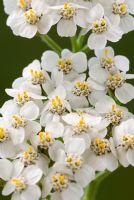 Achillea millefolium - Yarrow 