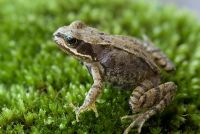Rana temporaria - Young Common Frog on moss 