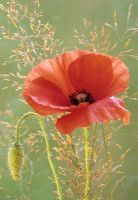 Papaver rhoeas - Flower and bud of Field Poppy 