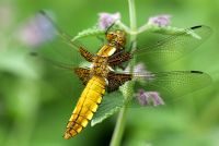 Libellula depressa - Broad bodied chaser dragonfly resting on Nepeta flower