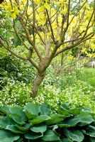Catalpa bignonioides Aurea underplanted with Silene fimbriata and Hosta sieboldiana var Elegans - Merriments Garden, East Sussex
