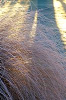 Chionochloa rubra with frost in winter 