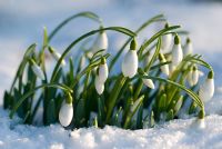 Galanthus nivalis - Snowdrops in snow