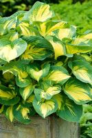 Hosta 'Great Expectations' in container