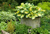 Hosta 'Great Expectations' in container with other ground cover perennials planted at base including Ferns, Hostas, Epimediums, Geraniums and Primulas  