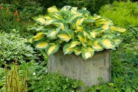 Hosta 'Great Expectations' in container with other ground cover perennials planted at base including Ferns, Hostas, Epimediums, Geraniums and Primulas 