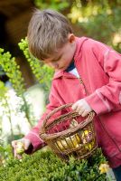 Little boy with a basket on an easter egg hunt, picking up an easter egg