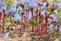 Paeonia lactiflora 'Sante Fe' - Deep red new shoots emerging agianst a blue background of Chionodoxa forbesii