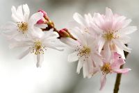 Prunus x subhirtella 'Autumnalis Rosea' - Winter Cherry