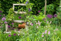 Rustic wooden chair in border with broken terracotta pot on seat and Clematis x durandii climbing over back and arm rests with Allium 'Purple Sensation' and Geranium palmatum planted at base.