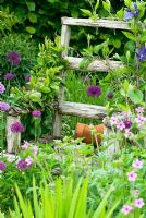 Rustic wooden chair in border with broken terracotta pot on seat and Clematis x durandii climbing over back and arm rests with Allium 'Purple Sensation' and Geranium palmatum planted at base.