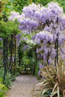 Wisteria sinensis climbing over colonnade, Clematis montana, Phormium Sundowner and Hosta Halcyon - The Garden of Rooms at RHS Wisley