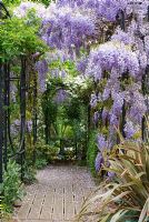 Wisteria sinensis climbing over colonnade, Clematis montana, Phormium Sundowner and Hosta Halcyon - The Garden of Rooms at RHS Wisley