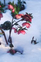 Helleborus x hybridus in the snow