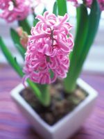 Hyacinthus 'Pink Pearl' - Scented flowers in a pot inside