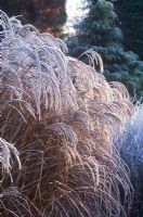 Miscanthus sinensis 'Kaskade' - Chinese Silver Grass