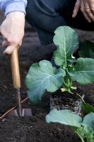 Calabrese - Quick Broccoli being planted
