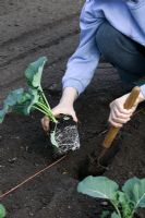 Calabrese - Quick Broccoli being planted with trowel