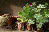 Young scented Pelargoniums in terracotta pots