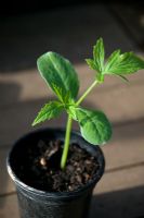 Cyclanthera pedata - Achocha plant
