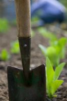 Trowel with Parris Island Cos lettuces in background