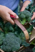 Cutting quick broccoli - calabrese
