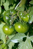 Tomatoes spryaed with Copper blight preventative