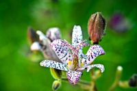 Tricyrtis formosana - Toad lily