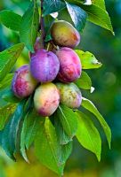 Prunus domestica 'Seneca' - Plums