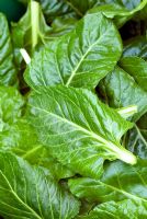 Freshly cut Beta vulgaris - Perpetual spinach