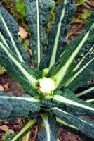 Cut stem of Kale 'Nero di Toscana Precoce' 