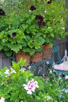 Wire jardinere with containers of Pelargoniums including Pelargonium 'Lord Bute'