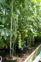 Tomatoes growing in polytunnel on allotment