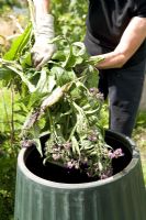 Adding Symphytum - Comfrey leaves to the compost bin