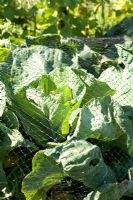 Cabbage growing under protective mesh on allotment