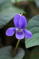 Viola labradorica 'Riviniana Purpurea' -  Dog violet