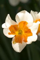 Narcissus 'Parisienne'