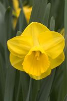 Narcissus 'Camelot'
