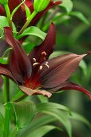 Lilium Ebony Asiatic