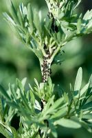Black aphids on the stem of Artemisia 'Powis Castle' in June