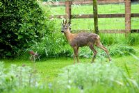 Wild young deer in domestic garden, Suffolk,  late May