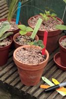 Potted seedligs with labels - Helleborus orientalis in small pots, coloured labels and permanent pen