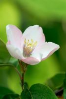 Cydonia oblonga - Quince 'Custiq' with blossom, in April