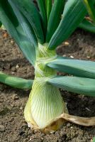 Allium cepa - Onion 'The Kelsae' 