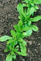 Lambs Lettuce also known as Corn Salad or Mache, row of young plants