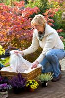Woman planting square Autumn container with plants - Lining pot with plastic sheeting